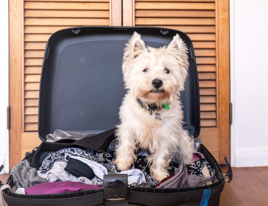 A dog in a suitcase ready for international relocating 