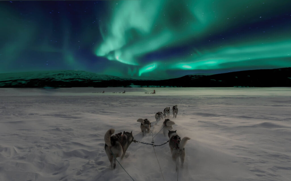 dogs in the snow